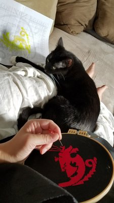 kitty 1.jpg